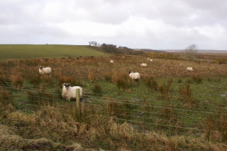 羊はいたるところに。 常に草を食べています